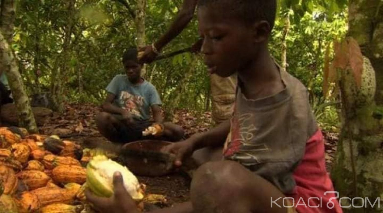 Côte d'Ivoire : Le cacao au centre de trafics et de travail d'enfants burkinabés, un documentaire censuré qui accable le pays