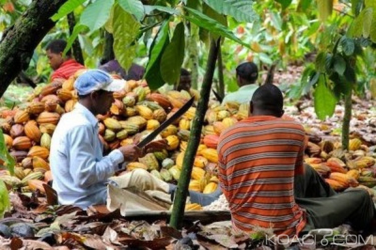 Côte d'Ivoire : Insécurité dans les zones de  production  du  cacao, huit operateurs tués et un préjudice financier de 1,2 milliards FCFA en trois mois
