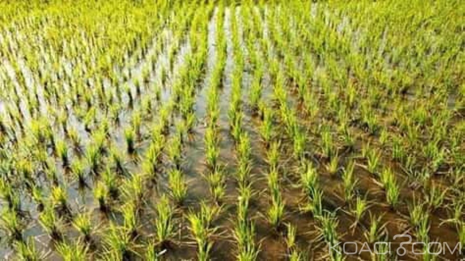 Côte d'Ivoire : Pour accroître la production de riz à  Danané, plusieurs hectares mis en valeur par une entreprise