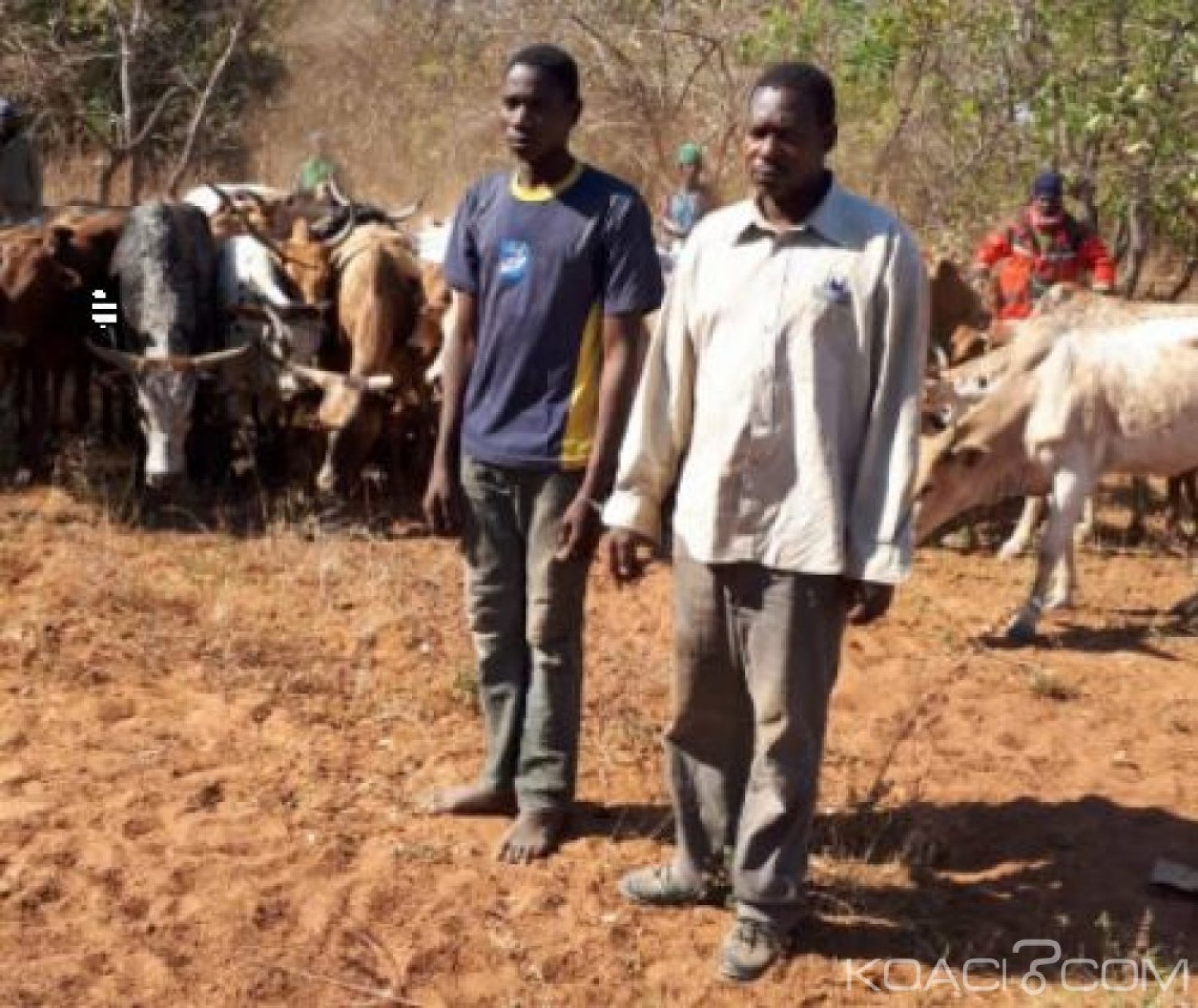 Côte d'Ivoire : Ferkessédougou, des présumés voleurs de troupeau de bœufs appréhendés