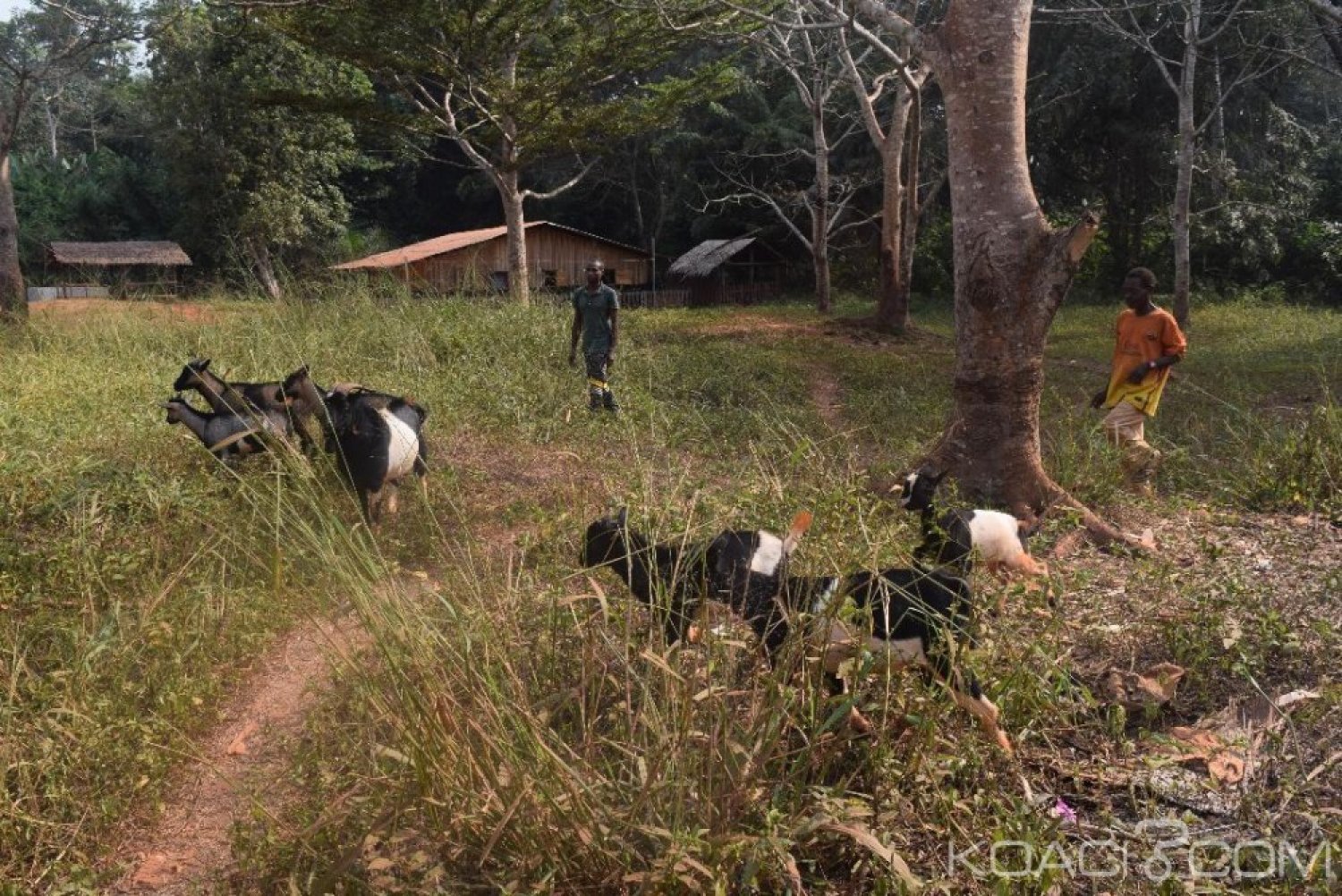 Cameroun : Les pygmées marginalisés et sans papiers encouragés  à  faire l'élevage