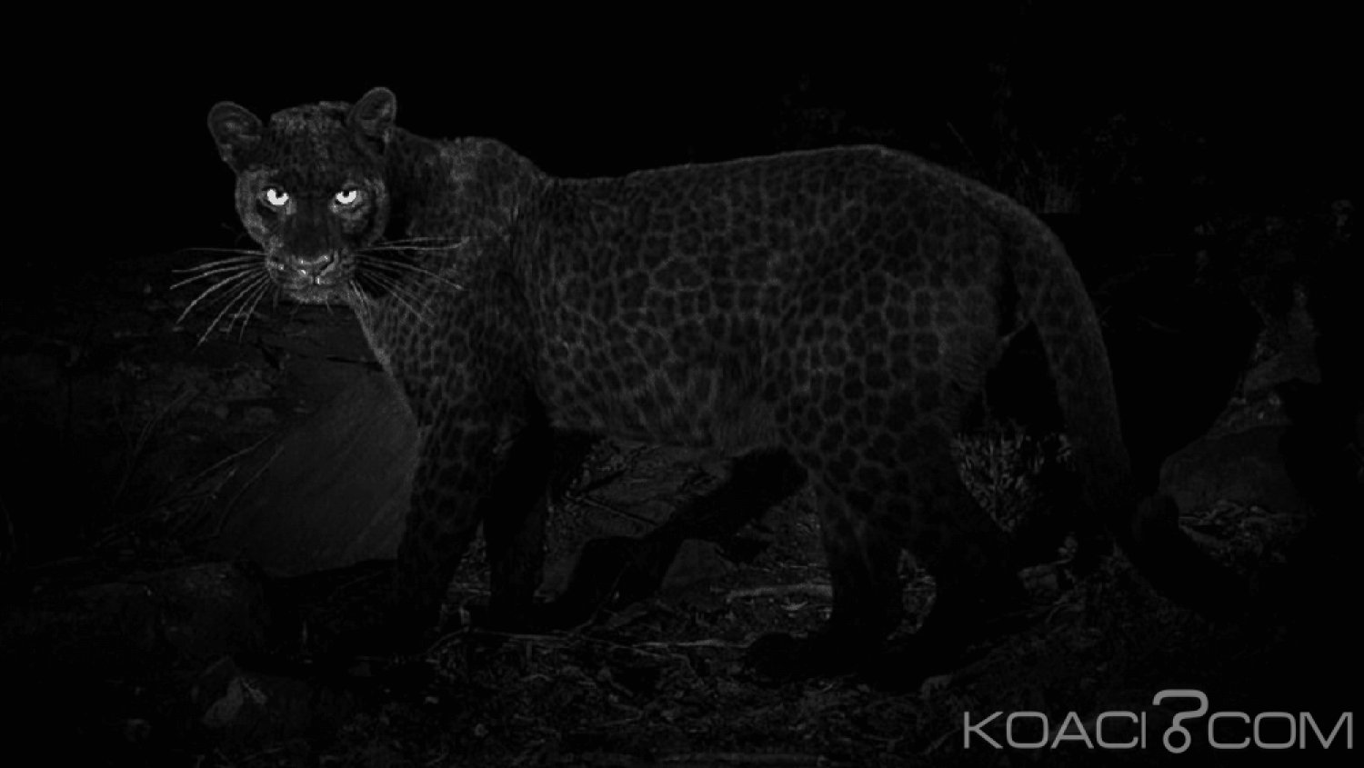 Kenya: Polémique autour des « rares » photos d'un léopard noir