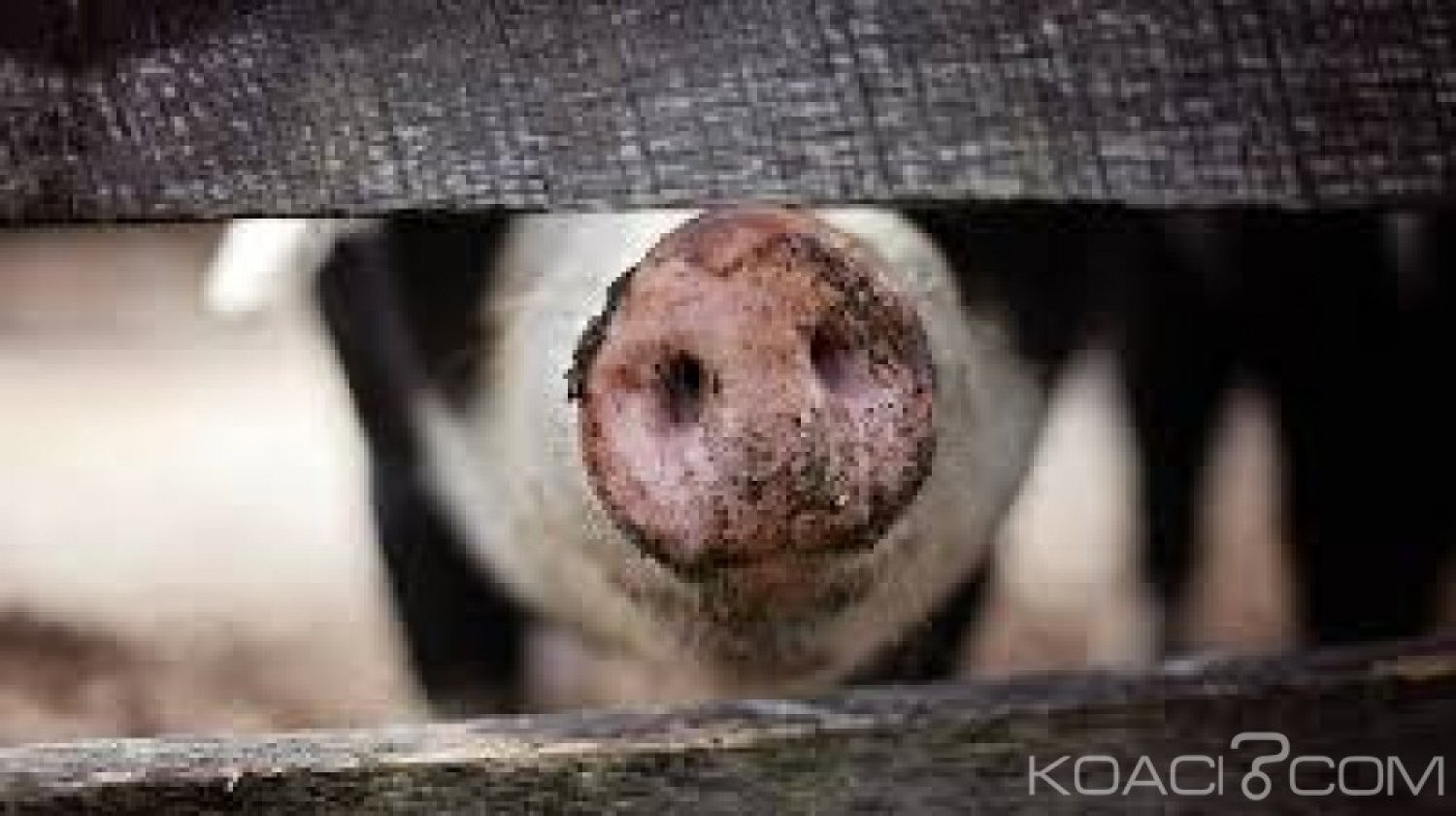 RDC:  La viande de porc en provenance de l' UE désomais interdite