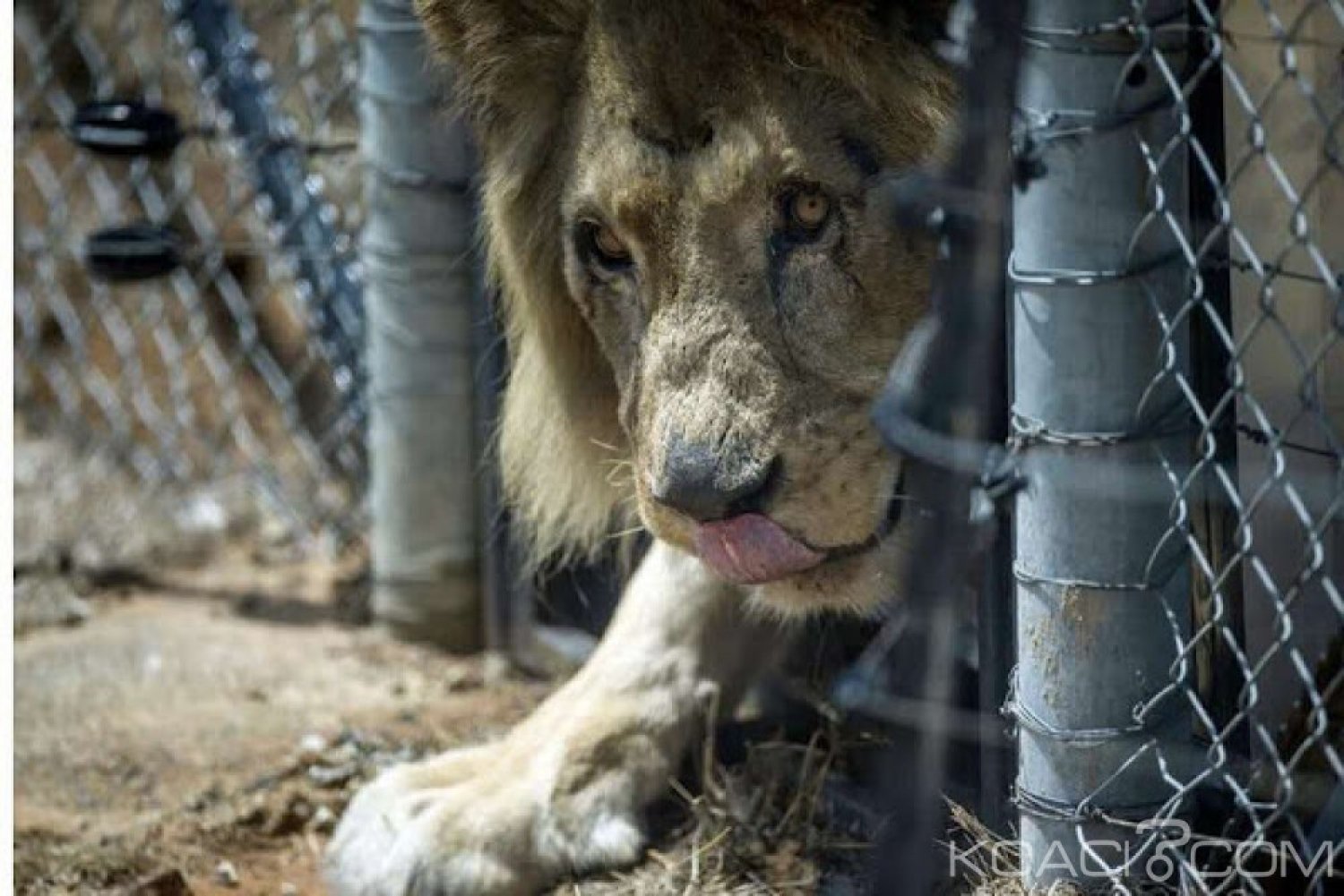 Afrique du Sud:  Écrasé par un éléphant, un braconnier mangé par des lions dans un parc