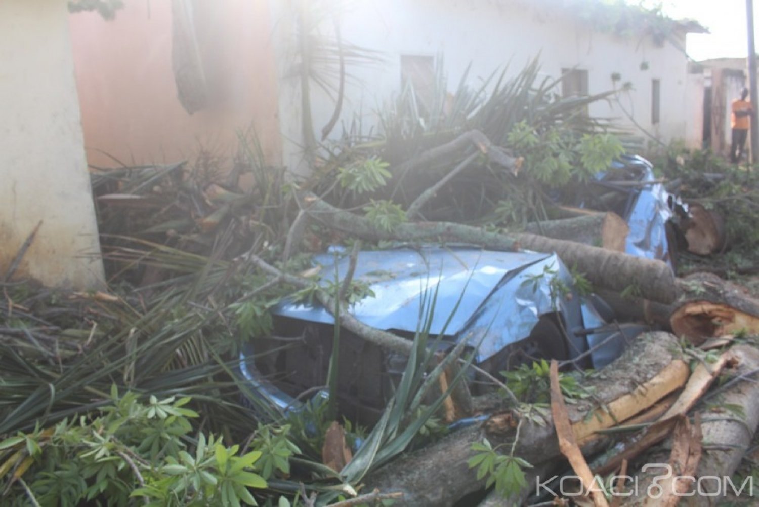 Côte d'Ivoire : Dimbokro, un Baobab déraciné par le vent, écrase un véhicule
