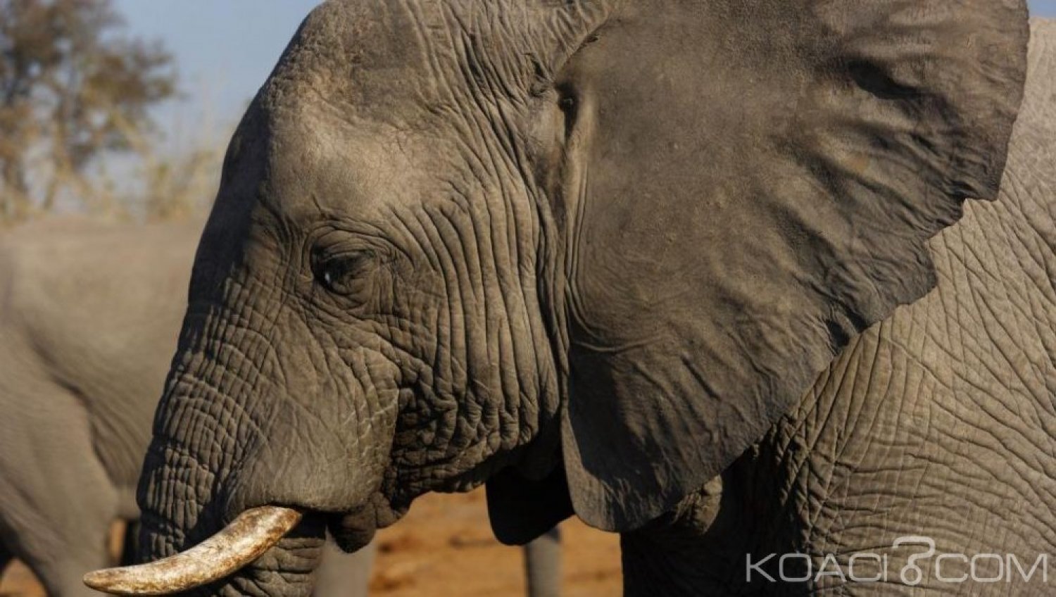 Botswana: La chasse aux éléphants de nouveau autorisée