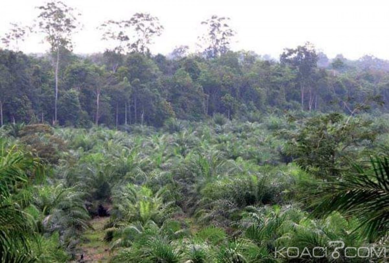 Cameroun: Exploitation de l'huile de palme, dix associations assignent en France un industriel en justice