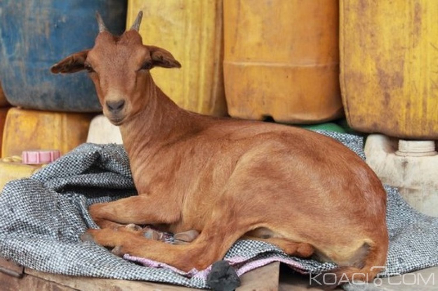 Ghana : Municipalité de Ga, les chèvres arrêtées vendues aux enchères à  73 000 F