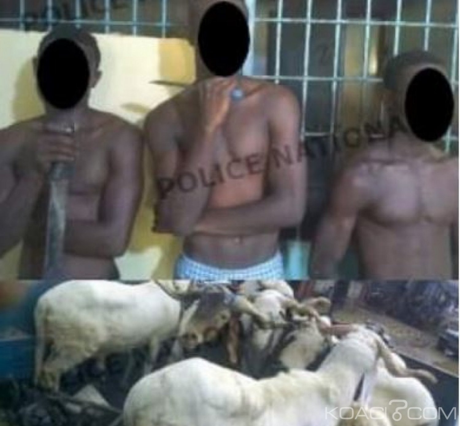 Côte d'Ivoire: Ils volent 11 moutons à  Abobo
