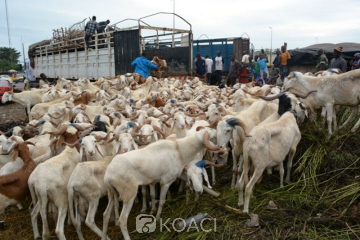 Côte d'Ivoire : Convoyage du  bétail, que se passe-t-il à la frontière ivoiro-malienne ?