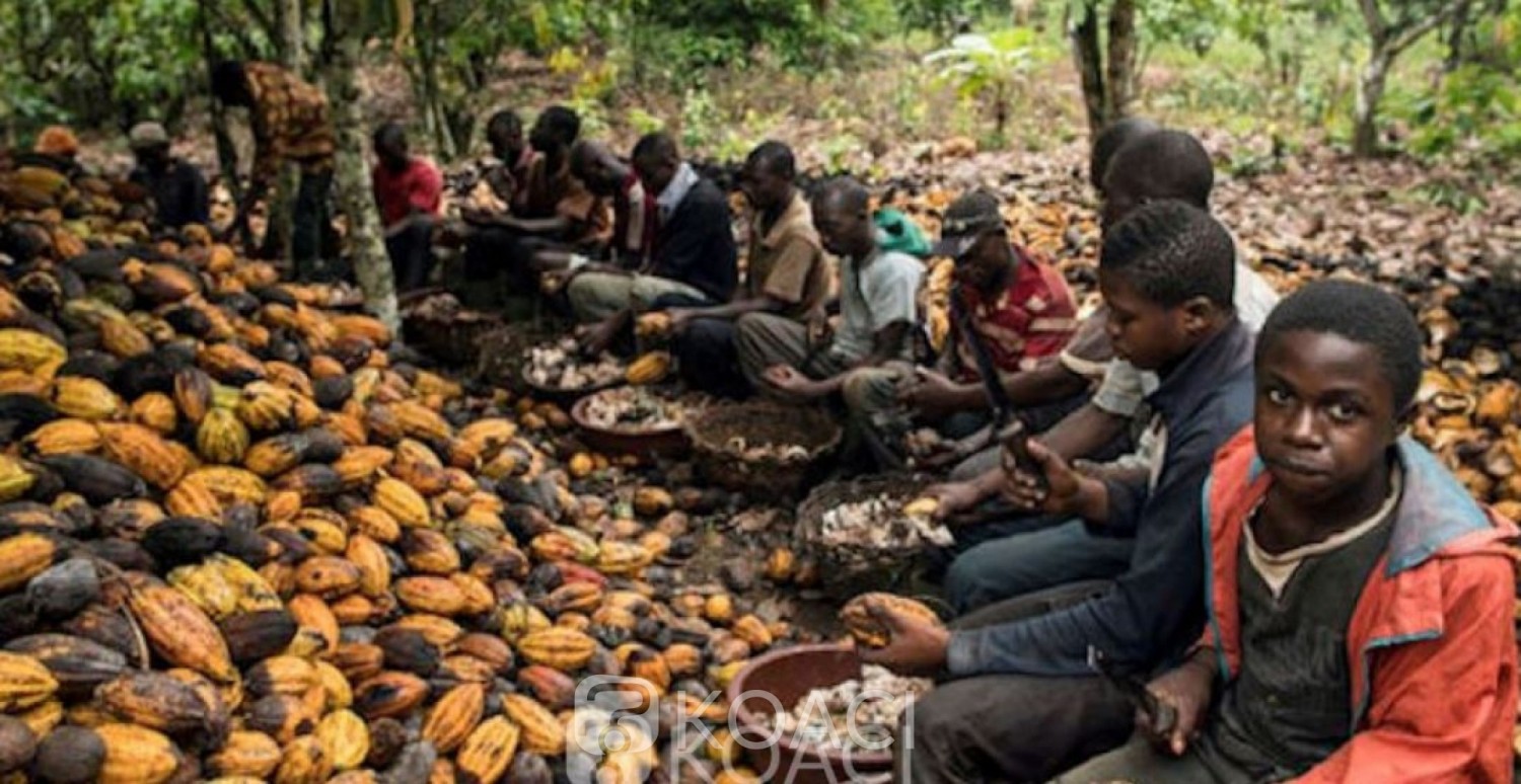 Côte d'Ivoire: Washington  envisagerait  un projet d'interdiction du  cacao en provenance d'Abidjan
