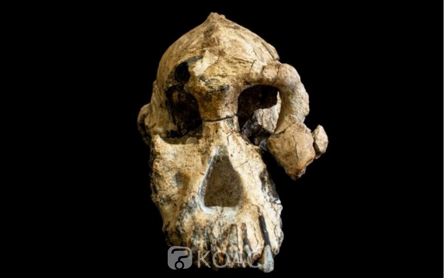 Ethiopie: Découverte d'un crâne d'Australopithèque, vieux d'environ 3,8 millions d'années