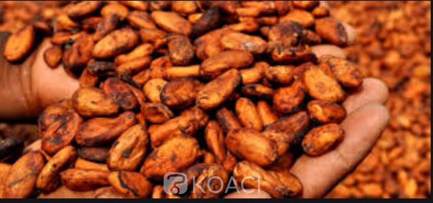 Côte d'Ivoire : La  plus importante usine de broyage de fèves de cacao au monde va ouvrir ses portes dans le  pays