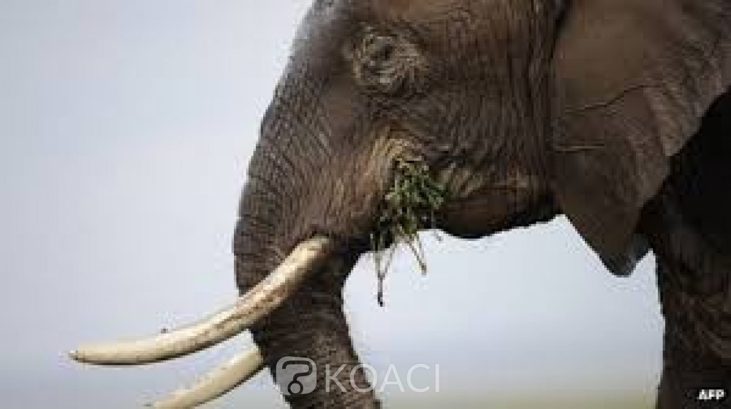 Tanzanie:  Arrêté en possession de 338 morceaux de défenses d'éléphants cachés dans le sol de sa maison
