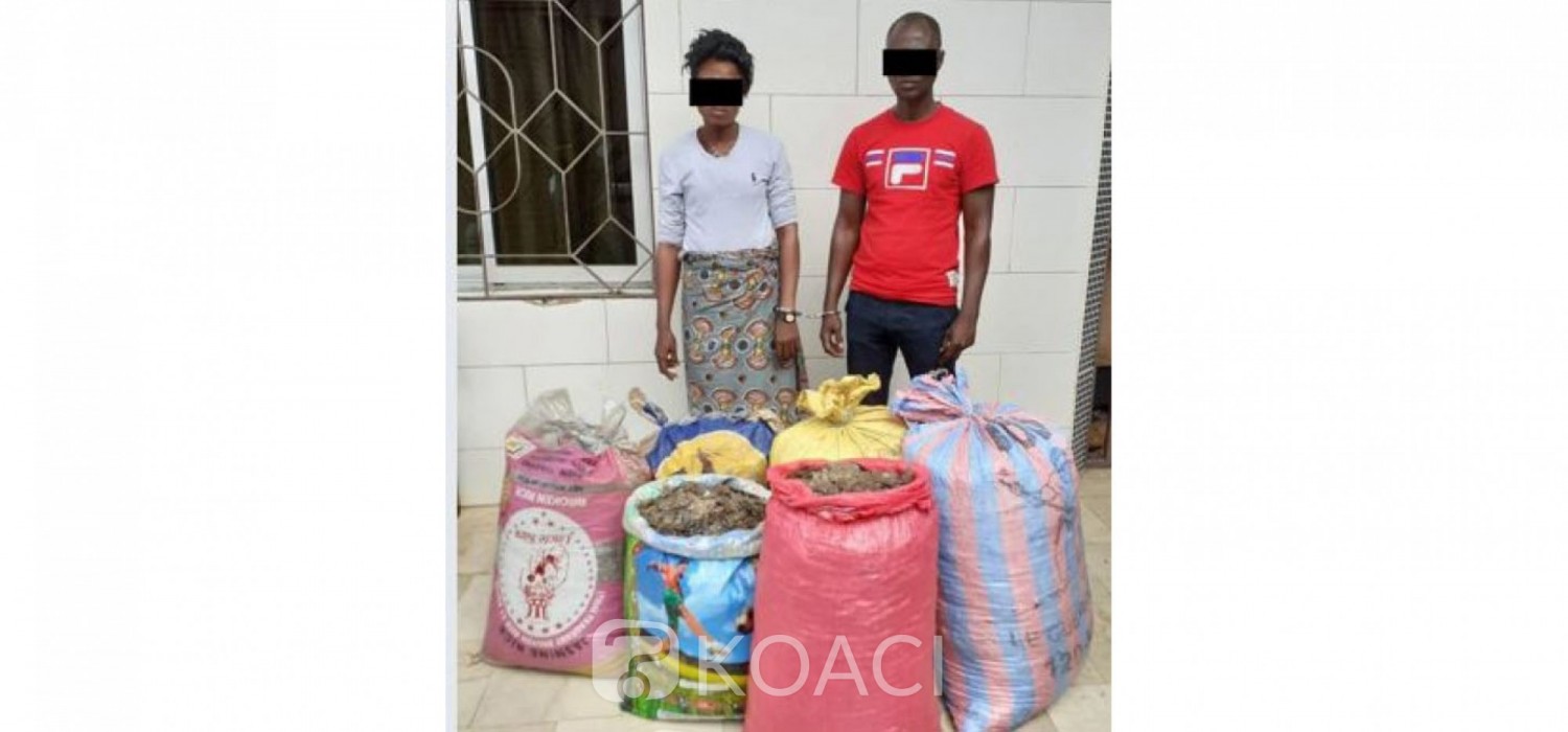 Côte d'Ivoire : Près de 150 kg d'écailles de pangolin saisis auprès d'un collaborateur du ministère des ressources animales et halieutiques