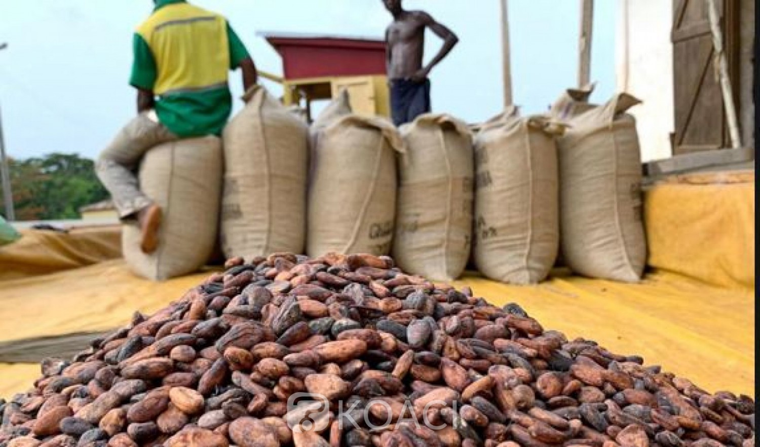 Côte d'Ivoire: Information  sur le prix du cacao  fixé à 1000 FCFA, le Conseil dénonce une spéculation