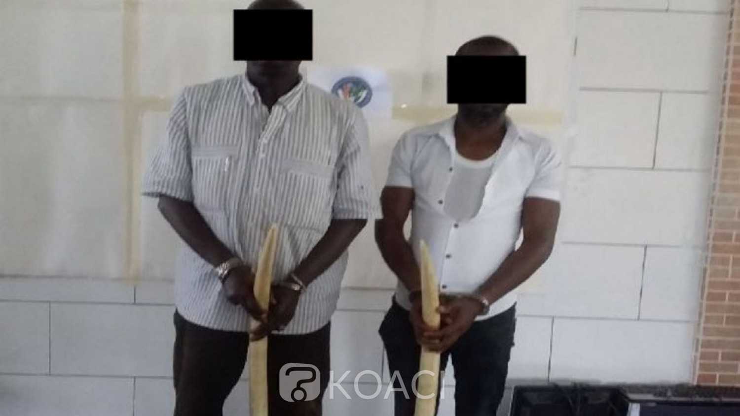 Côte d'Ivoire: Deux présumés trafiquants majeurs opérant dans le trafic illégal de l'ivoire mis aux arrêts