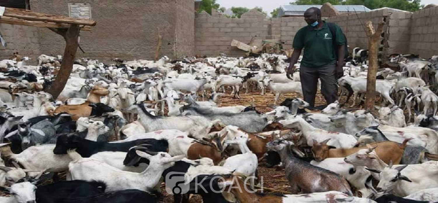 Cameroun: Une campagne nationale de vaccination contre la peste, au moins 6 millions de petits ruminants concernés