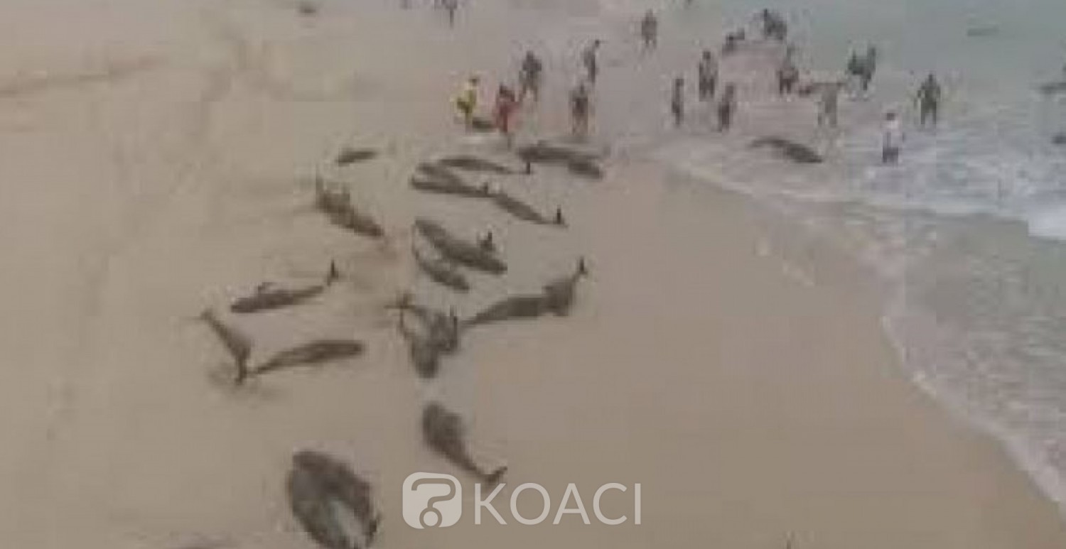 Cap-Vert: Des dizaines de dauphins s'échouent mystérieusement sur une plage