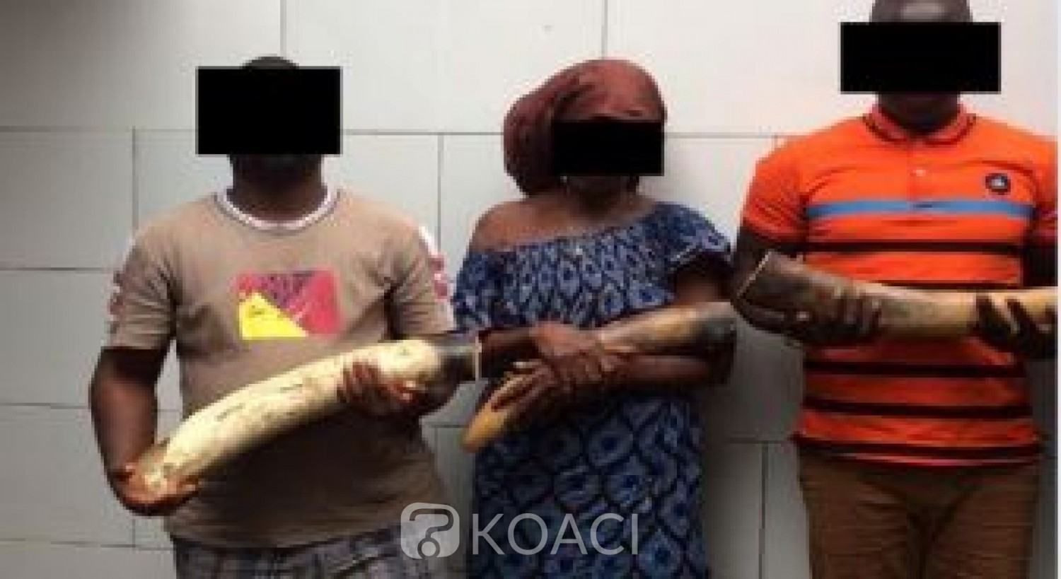 Côte d'Ivoire: Trois présumés trafiquants majeurs opérant dans le commerce illégal de l'ivoire mis aux arrêts