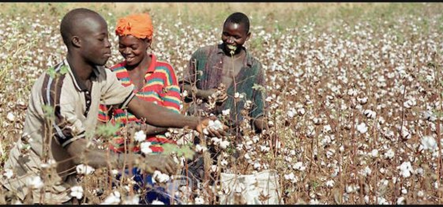 Côte d'Ivoire: Le prix du coton de graine reste inchangé    pour la campagne 2019-2020, 300 FCFA/Kg