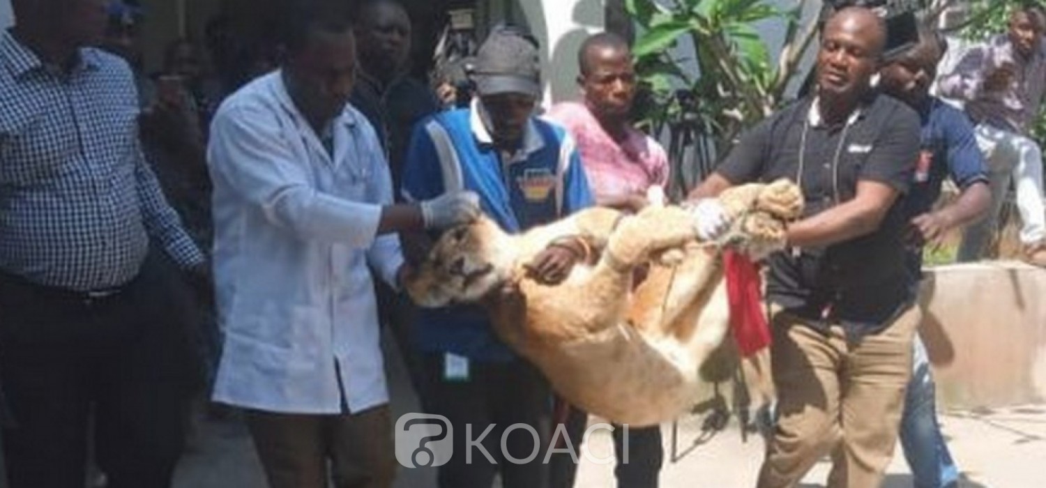 Nigeria: Un lion « gardien de maison » à Lagos délocalisé dans un zoo