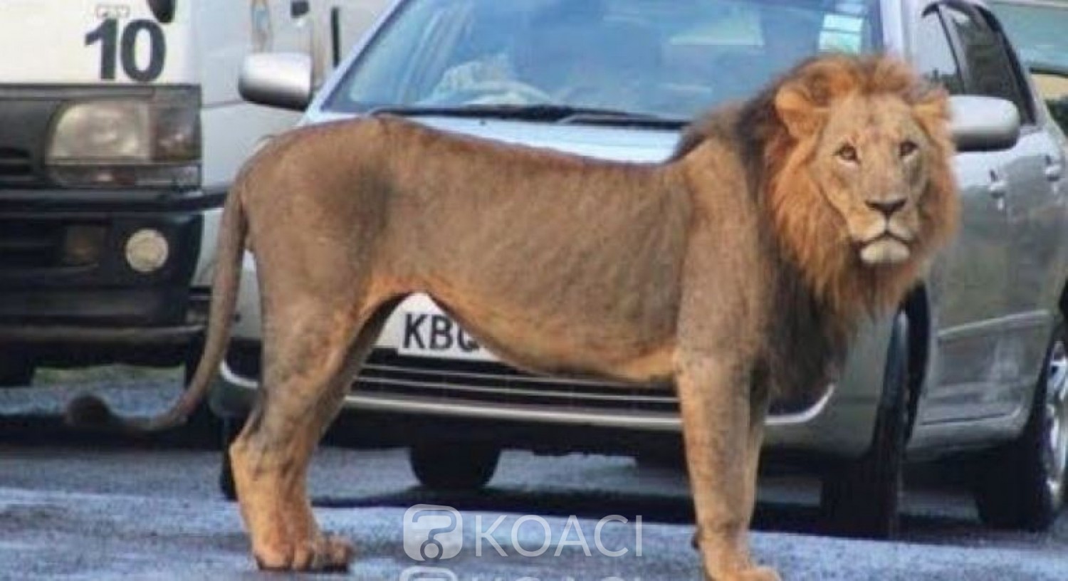 Kenya: Un lion en cavale  recherché après avoir tué un homme à Nairobi