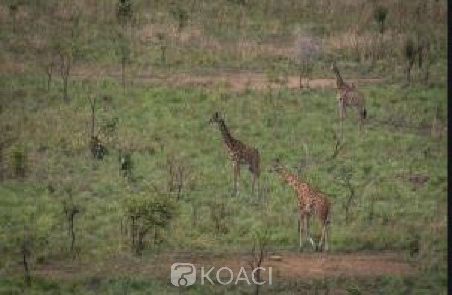 Côte d'Ivoire: Il prend son beau-père pour un gibier et l'abat lors d'une partie de chasse