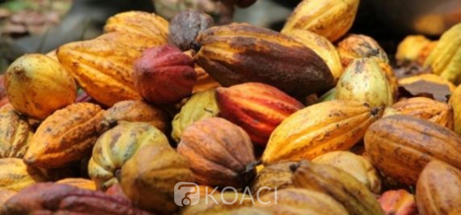 Côte d'Ivoire: Le prix du cacao reste inchangé à 825 FCFA contrairement aux informations relayées