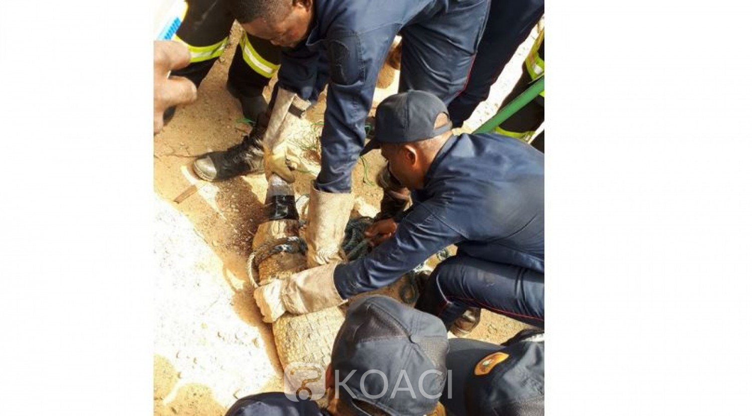 Côte d'Ivoire: Au Plateau, un saurien capturé et conduit au zoo d'Abidjan
