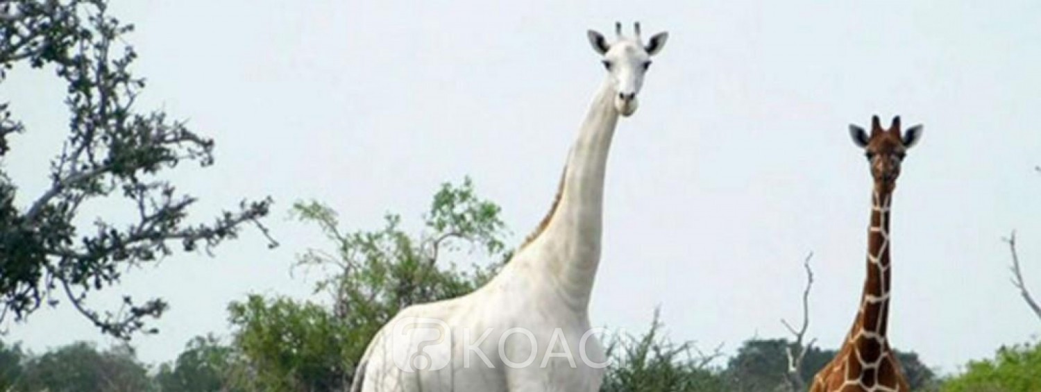 Kenya : L'unique girafe blanche femelle au monde et son petit tués par des braconniers