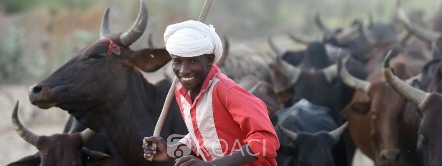 Tchad : Pour rembourser sa dette  de 100 millions de dollars, le Tchad propose des vaches à l'Angola