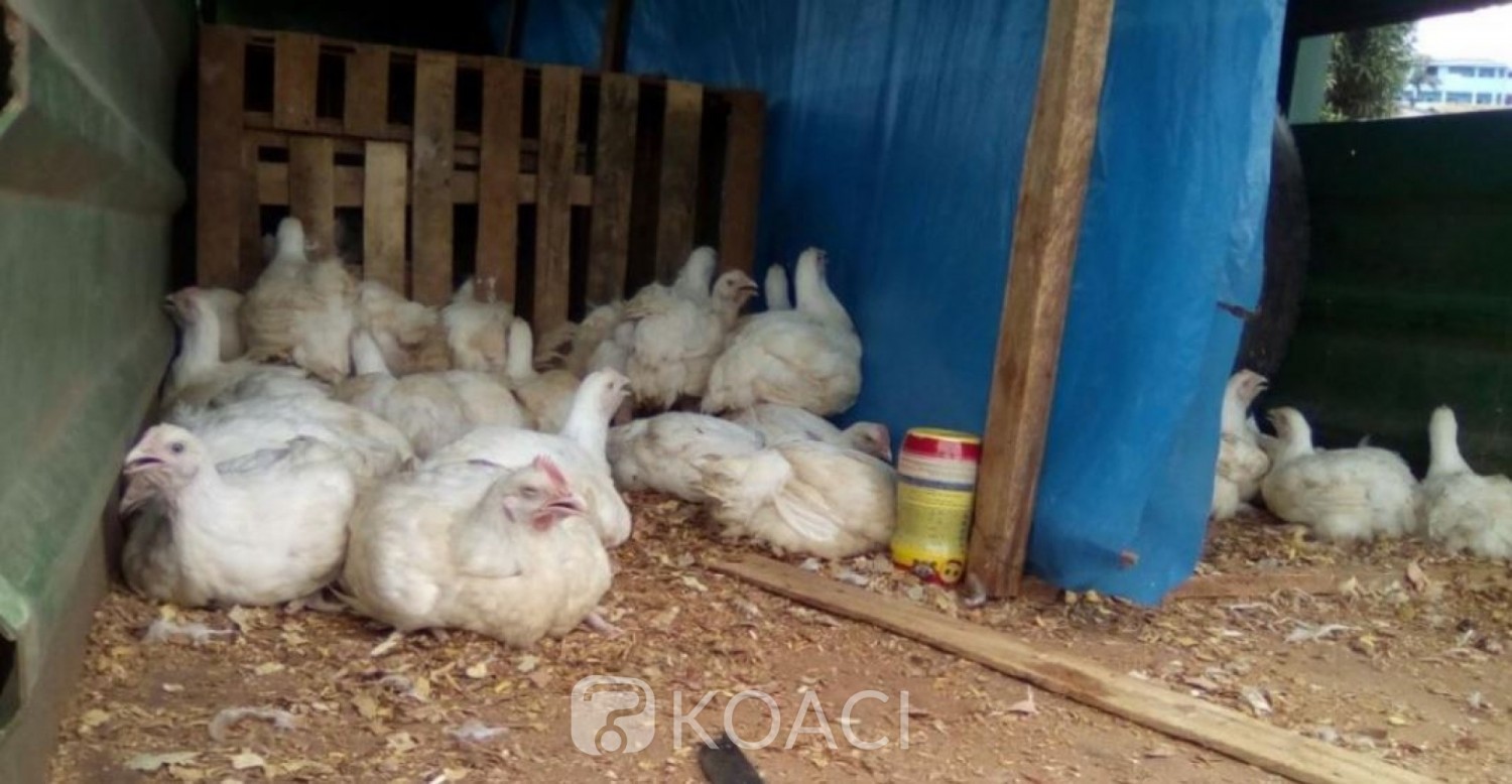 Cameroun : Le Coronavirus fait chuter les prix du poulet au marché