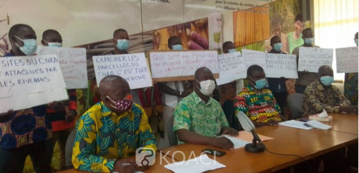 Côte d'Ivoire : Menace de destruction des sites de recherche, les syndicats du CNRA en grève de six jours