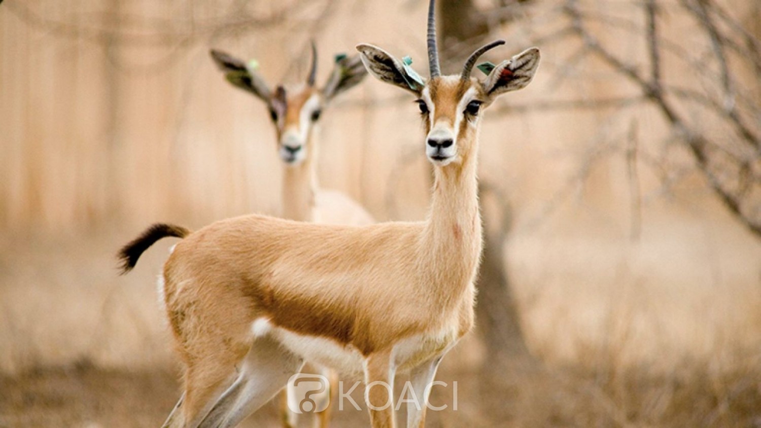 Niger : Une quarantaine de gazelles dorcas massacrées par des braconniers, quatre personnes arrêtées