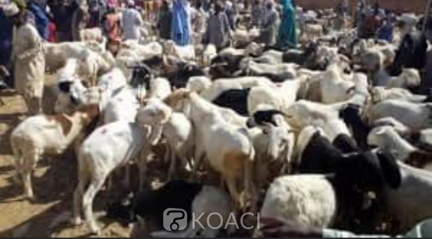 Burkina Faso : Tabaski, interdiction de vente d'animaux en dehors des marchés  et espaces autorisés