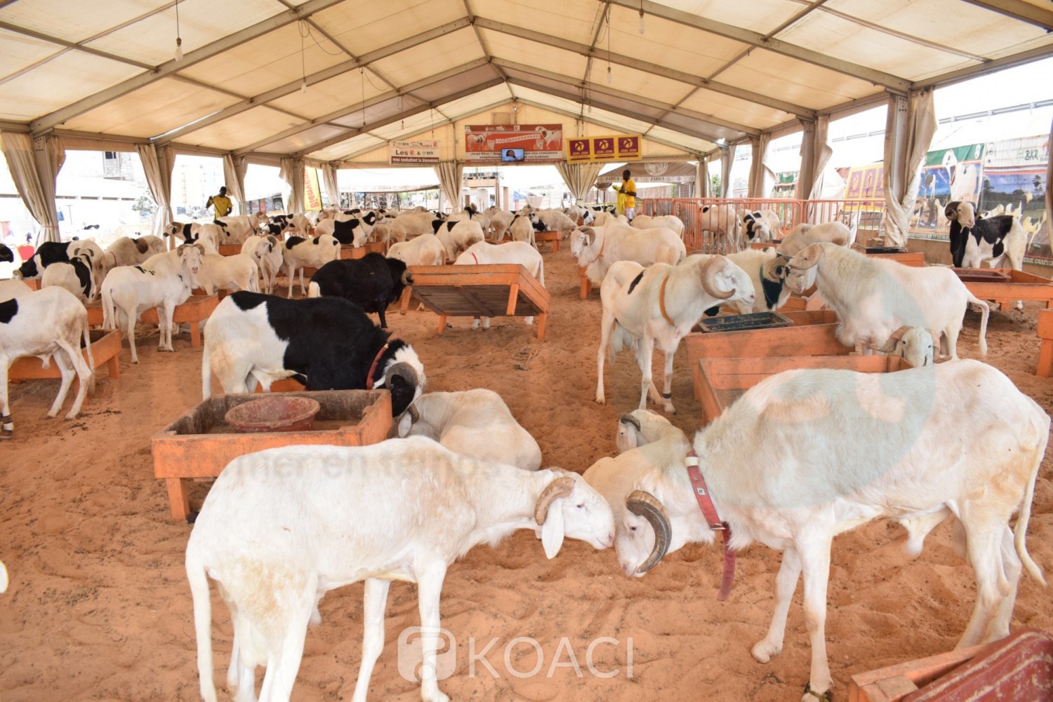 Sénégal : Tabaski, plus 150.000 moutons invendus, le Gouvernement promet des mesures
