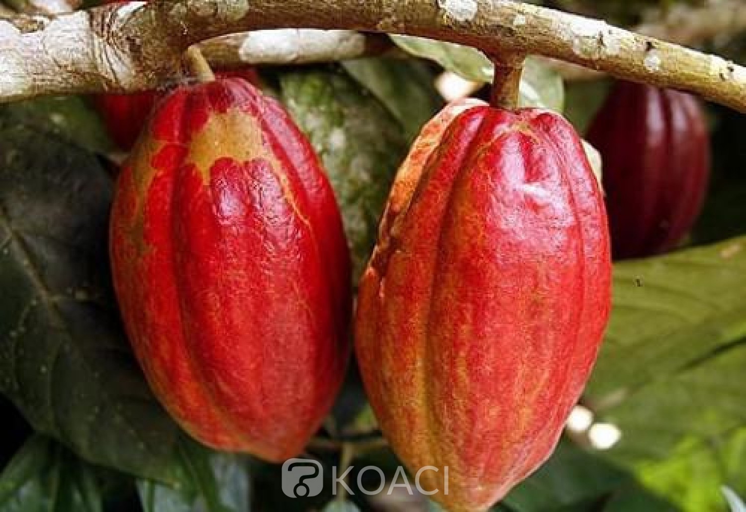 Côte d'Ivoire : Partenariat stratégique, Abidjan et Accra créent une organisation  «Initiative Cacao Côte d'Ivoire-Ghana»