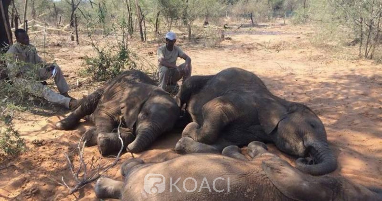 Zimbabwe : Mort mystérieuse de 22 éléphants, une bactérie « suspectée»