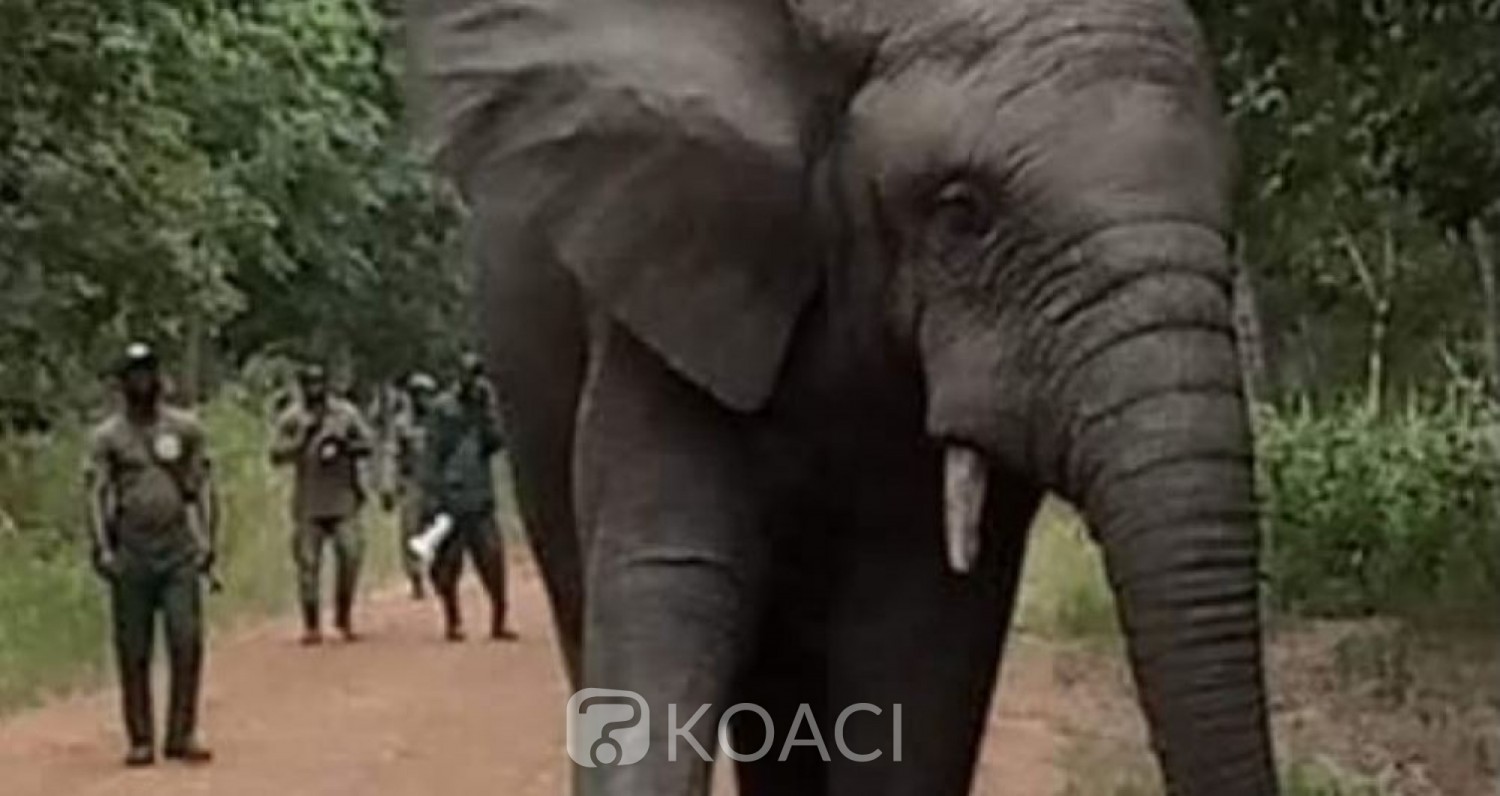Côte d'Ivoire : Enfin capturé,  l'éléphant  « Hamed »  semeur de   terreur  à Guitry sera transféré à Abidjan