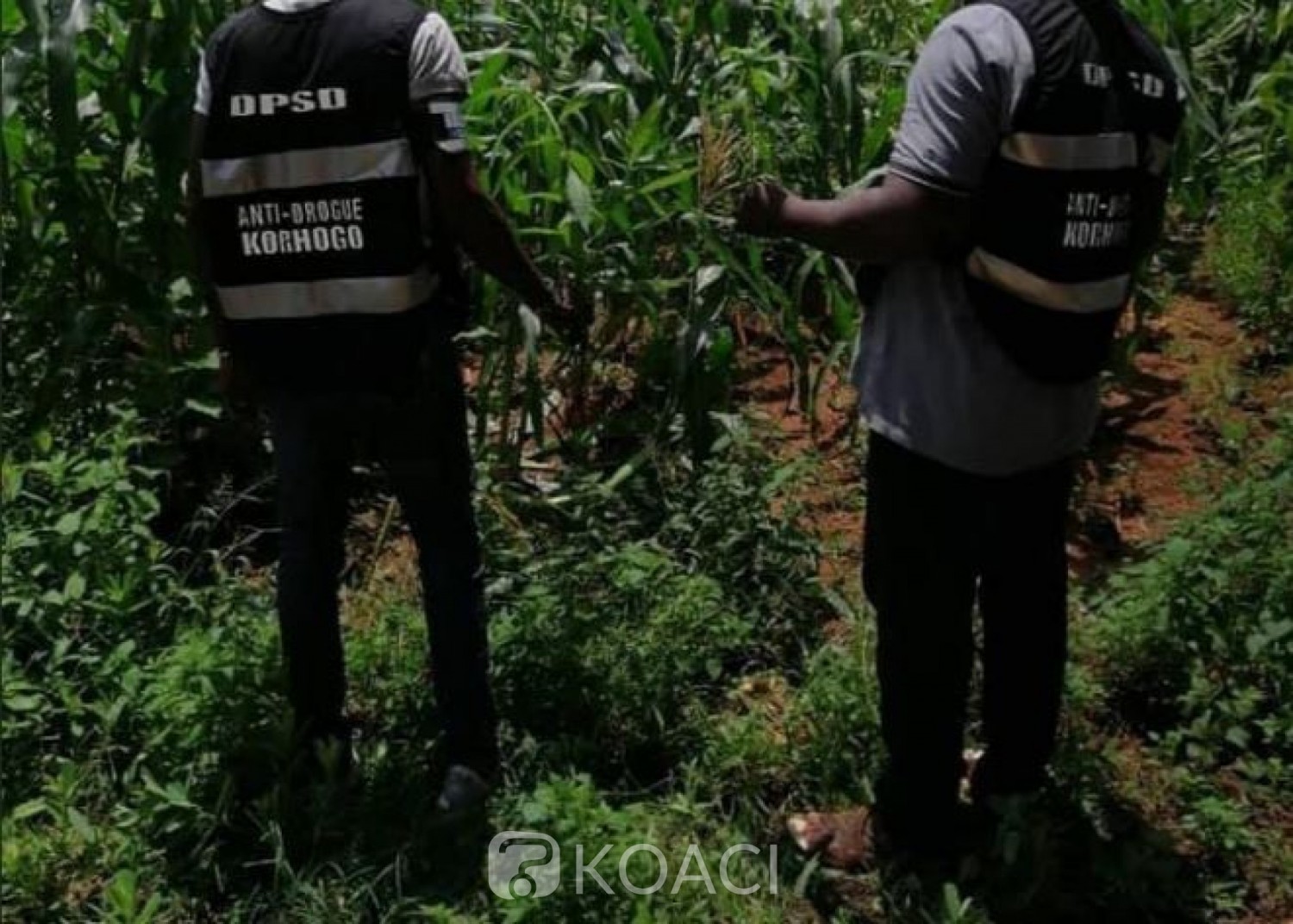 Côte d'Ivoire :    Affaires plants de cannabis découverts dans la prison de Korhogo, le procureur apporte un démenti