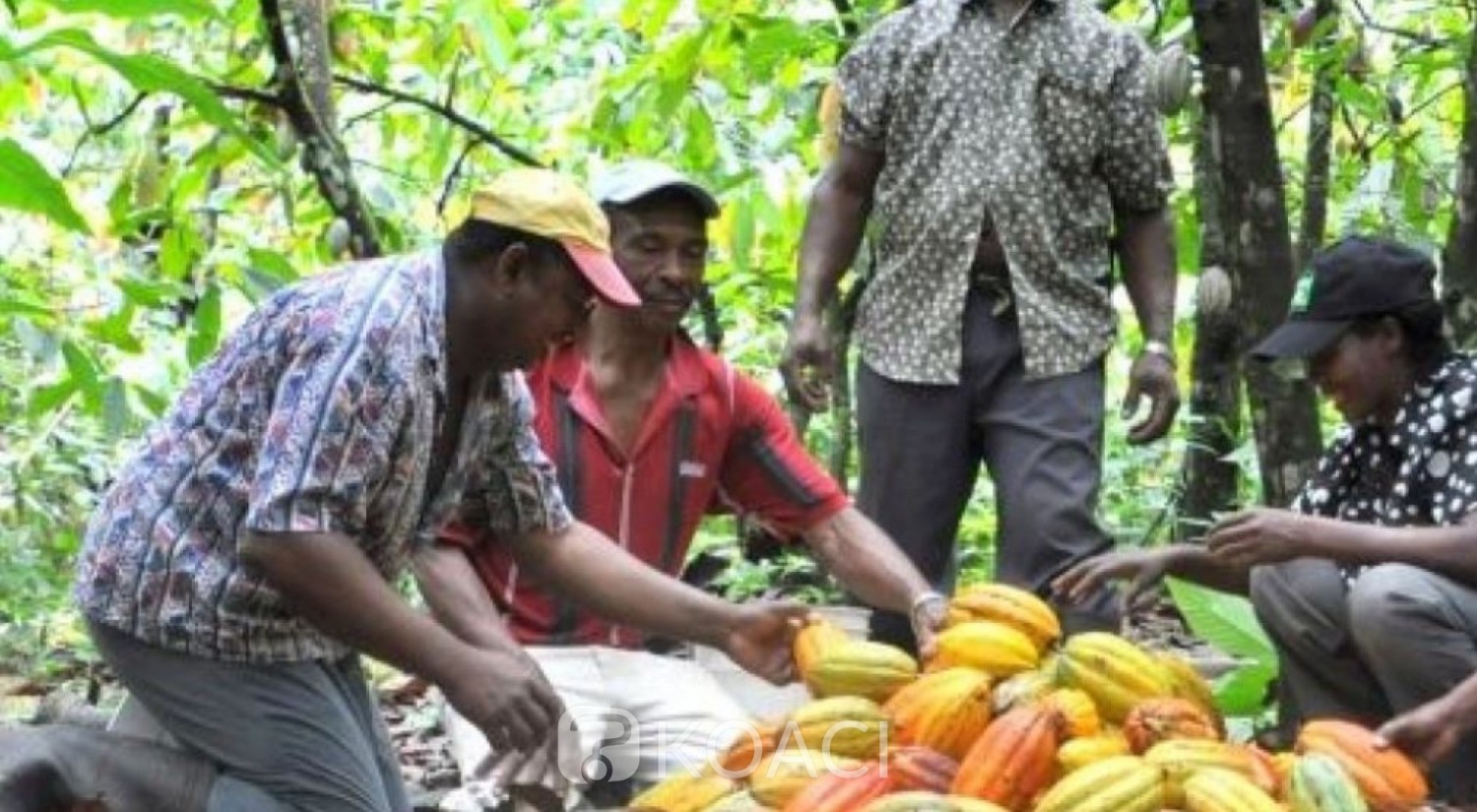 Côte d'Ivoire : En attendant la nouvelle campagne du cacao, 12 905 milliards de FCFA redistribués aux producteurs de 2012 à 2020