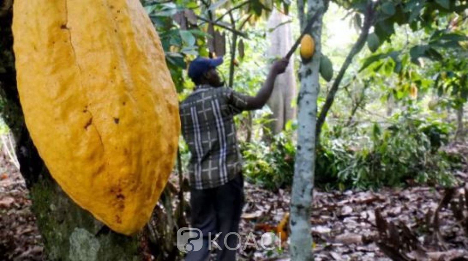 Côte d'Ivoire : Le prix du kilogramme de cacao fixé à 1000 F CFA pour la campagne 2020 - 2021