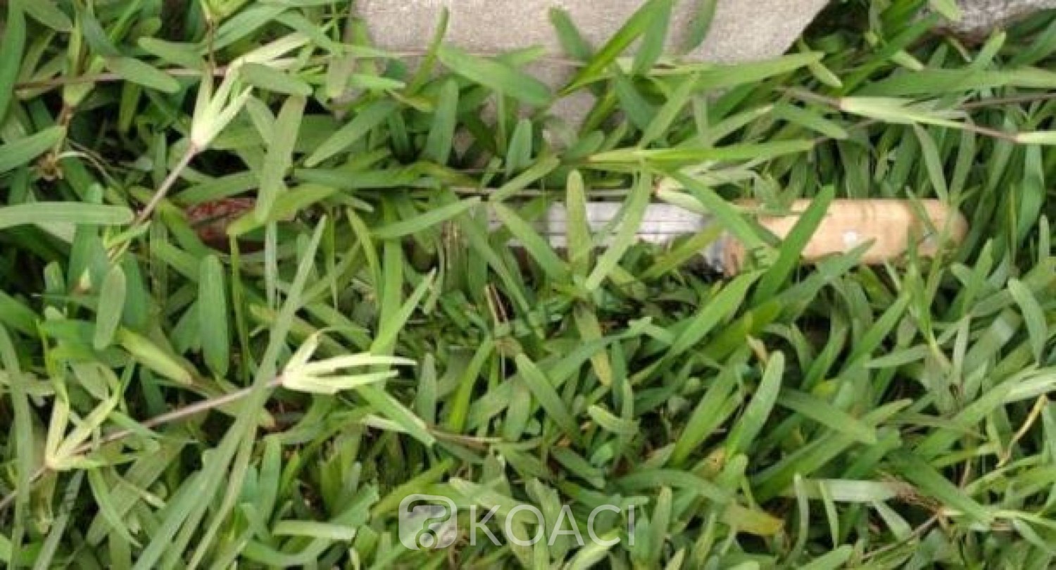 Côte d'Ivoire : Abobo-Gare, le fils meurtrier de son père Marin mis aux arrêts