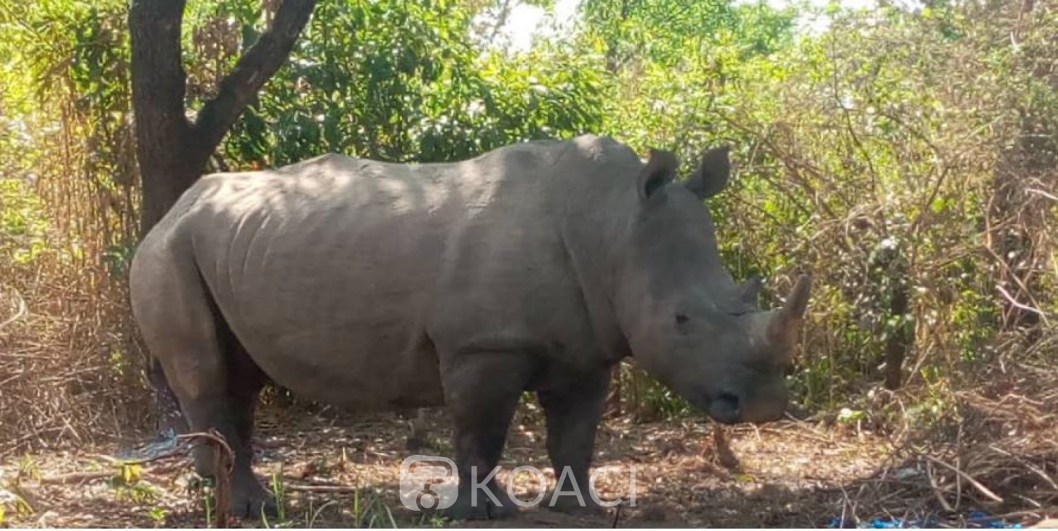 Côte d'Ivoire : Après l'éléphant « Hamed », un Rhinocéros perturberait la quiétude des villageois dans le centre du pays
