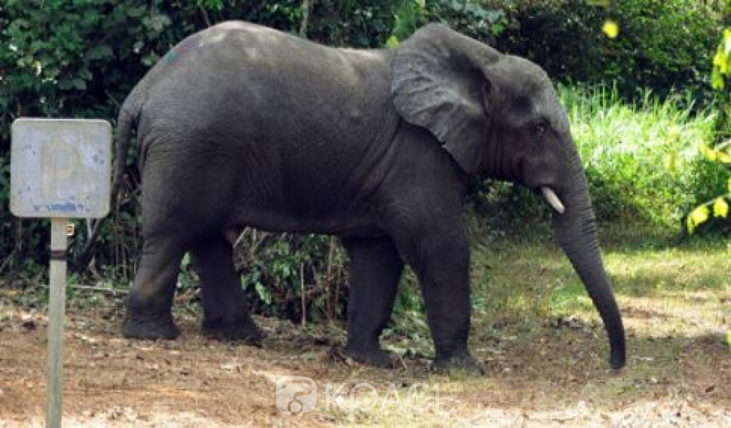 Côte d'Ivoire : Après le rhinocéros, un autre animal surnommé « Plaisir » perturbe la quiétude des populations à Issia