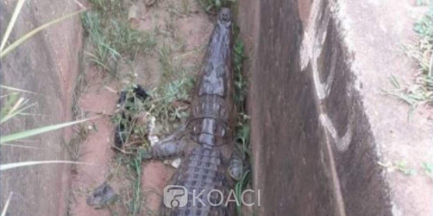 Côte d'Ivoire : Yamoussoukro, un saurien en divagation capturé