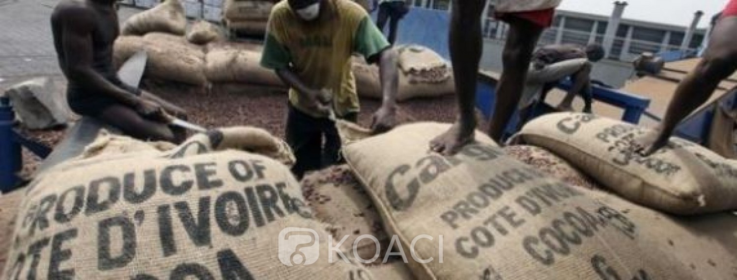 Côte d'Ivoire : Filière café-cacao, un différend opposerait  le Conseil et les multinationales ?