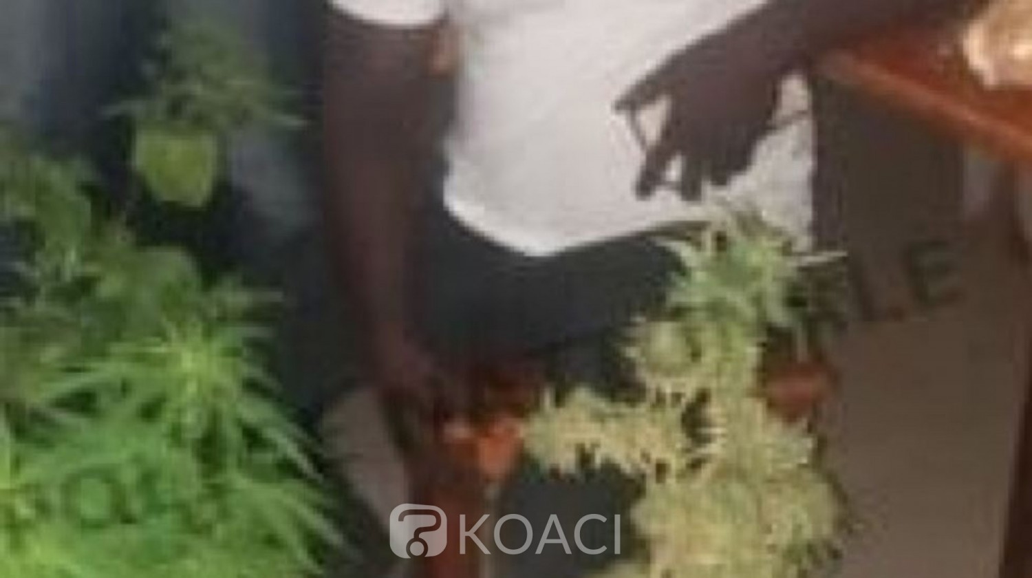 Côte d'Ivoire : Il cultivait et vendait le cannabis à son domicile, sis à Angré- Gestoci