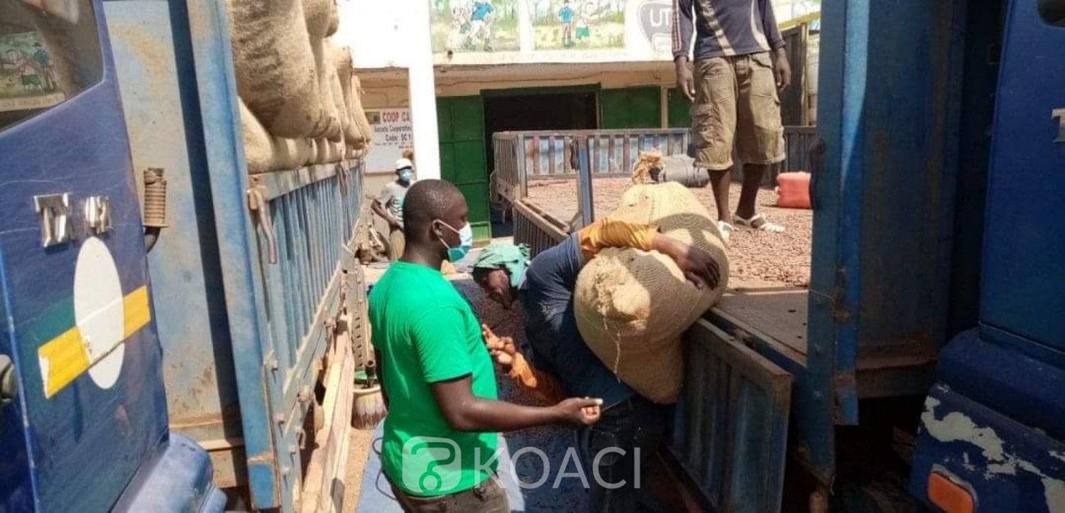 Côte d'Ivoire : Cacao, les producteurs du Tonpki inquiets, marquent leur solidarité aux mesures prises à Yamoussoukro